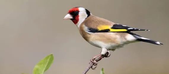 Goldfinch