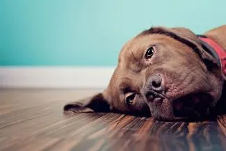 low-energy-dog