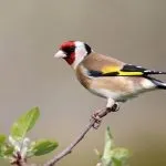 Goldfinch