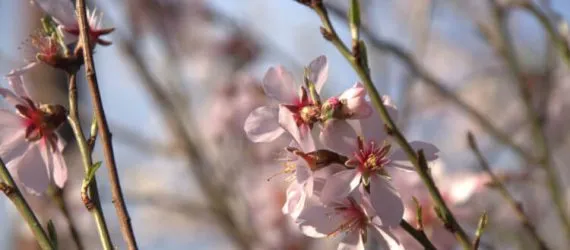 apple_blossom