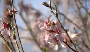 apple_blossom