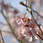 apple_blossom